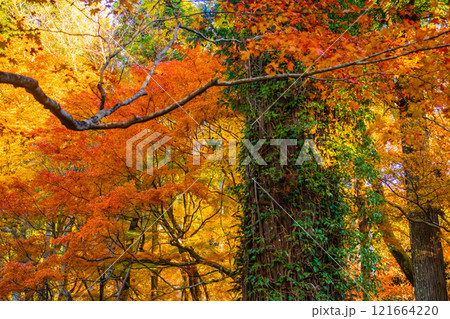 【京都風景】三千院 大原の里の紅葉は心にしみる秋色 【京都風景】三千院 大原の里の紅葉は心にしみる秋色 121664220