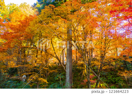 【京都風景】三千院 大原の里の紅葉は心にしみる秋色 【京都風景】三千院 大原の里の紅葉は心にしみる秋色 121664223