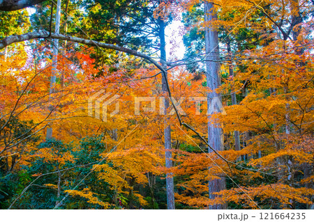 【京都風景】三千院　大原の里の紅葉は心にしみる秋色 121664235