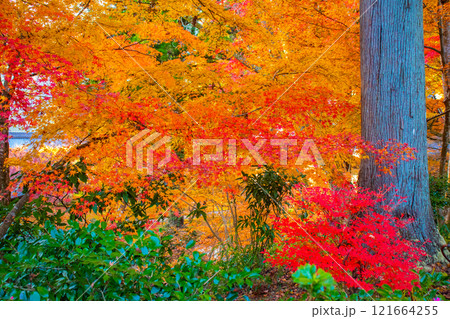 【京都風景】三千院　大原の里の紅葉は心にしみる秋色 121664255