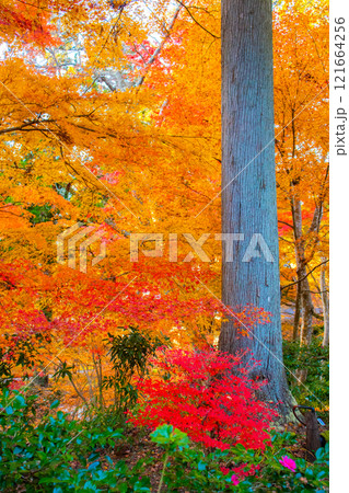 【京都風景】三千院　大原の里の紅葉は心にしみる秋色 121664256