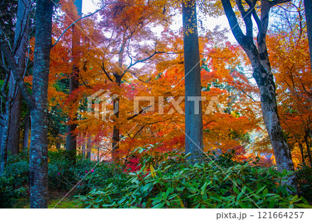 【京都風景】三千院　大原の里の紅葉は心にしみる秋色 121664257