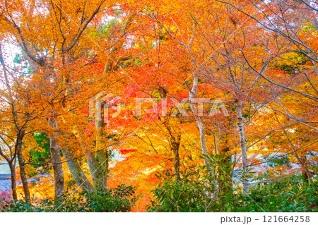 【京都風景】三千院　大原の里の紅葉は心にしみる秋色 121664258