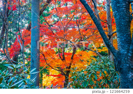 【京都風景】三千院　大原の里の紅葉は心にしみる秋色 121664259
