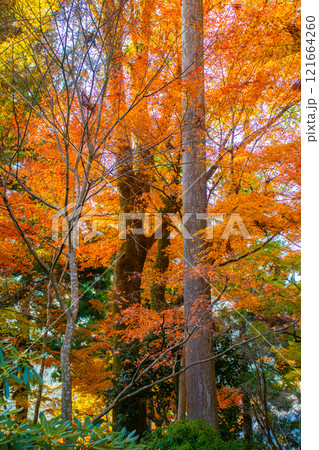 【京都風景】三千院　大原の里の紅葉は心にしみる秋色 121664260