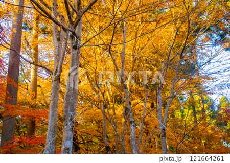 【京都風景】三千院　大原の里の紅葉は心にしみる秋色 121664261