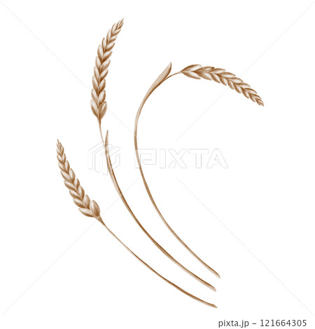 Grains of wheat in spikelets of yellow color as a symbol of harvest festival, bread and prosperity. The watercolor illustration is hand-painted on a transparent background Grains of wheat in spikelets of yellow color as a symbol of harvest festival, bread and prosperity. The watercolor illustration is hand-painted on a transparent background 121664305