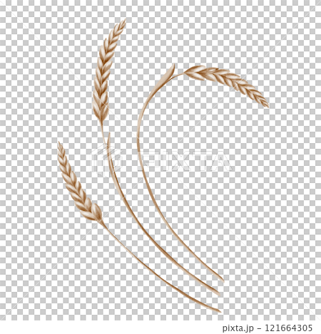 Grains of wheat in spikelets of yellow color as a symbol of harvest festival, bread and prosperity. The watercolor illustration is hand-painted on a transparent background Grains of wheat in spikelets of yellow color as a symbol of harvest festival, bread and prosperity. The watercolor illustration is hand-painted on a transparent background 121664305