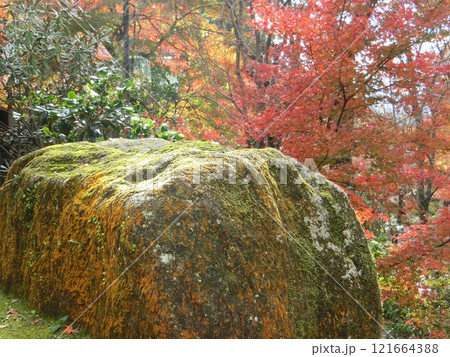 紅葉 紅葉 121664388