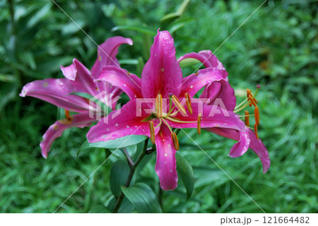 夏の庭に咲くユリの花 夏の庭に咲くユリの花 121664482
