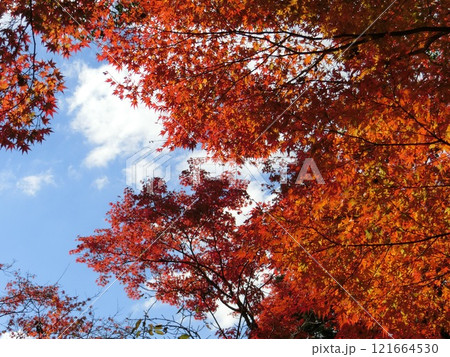 紅葉 121664530
