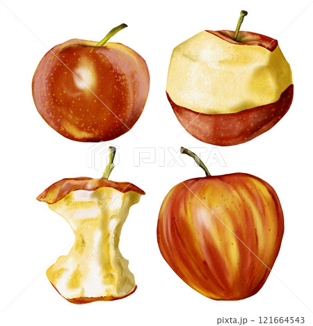 The apples are red and juicy. Set of fruits. Whole apple, peeled apple, core and apple with red and yellow peel. Watercolor illustration without background.  121664543