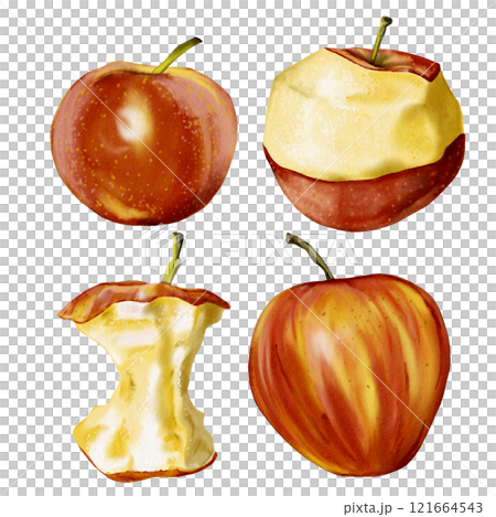 The apples are red and juicy. Set of fruits. Whole apple, peeled apple, core and apple with red and yellow peel. Watercolor illustration without background.  121664543