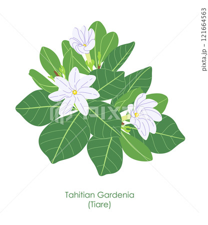 Simple Flowering White Tiare Flower Simple Flowering White Tiare Flower 121664563