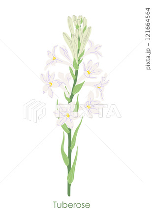 Simple Flowering Tuberose Garden Plant Simple Flowering Tuberose Garden Plant 121664564