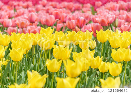 カラフルなチューリップ畑 カラフルなチューリップ畑 121664682