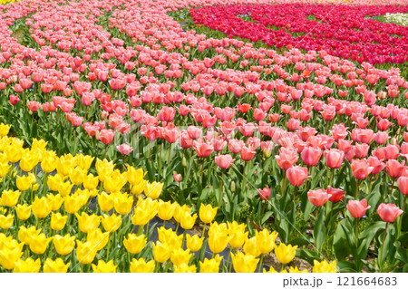 カラフルなチューリップ畑 カラフルなチューリップ畑 121664683