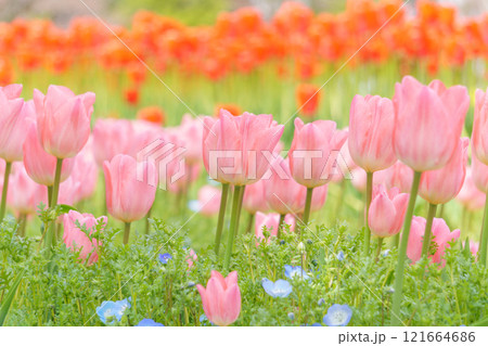 ピンクと赤のチューリップ畑 121664686