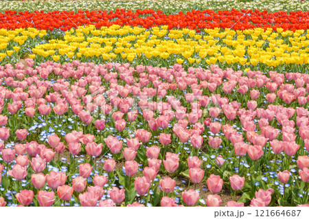 カラフルなチューリップ畑 121664687