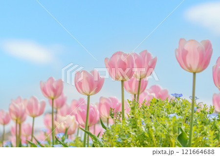 ピンクのチューリップと青空 121664688