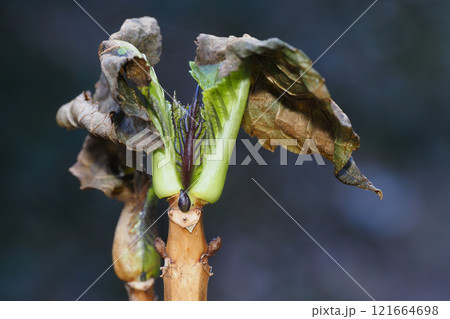 アジサイの葉痕と冬芽 アジサイの葉痕と冬芽 121664698