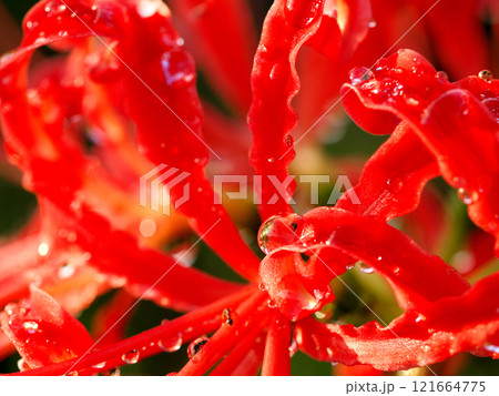雨上がりの真っ赤なヒガンバナ 121664775