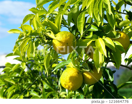 木に実った柚子 木に実った柚子 121664776