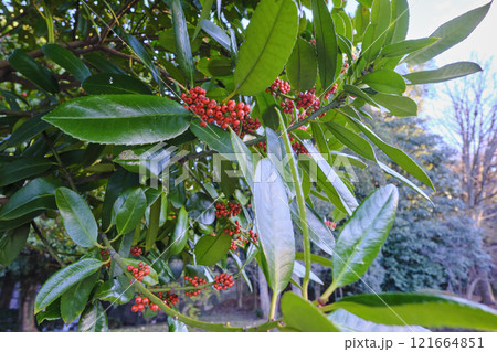 冬でもまだ赤々と実をつけているタラヨウの木 冬でもまだ赤々と実をつけているタラヨウの木 121664851