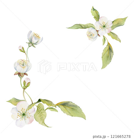Cherry sakura white flower and bud on stems, hand drawn in watercolor, apple blossom early spring wildflower botanical illustration. Isolated corner frame, for wedding, florist shop, scrapbooking 121665278