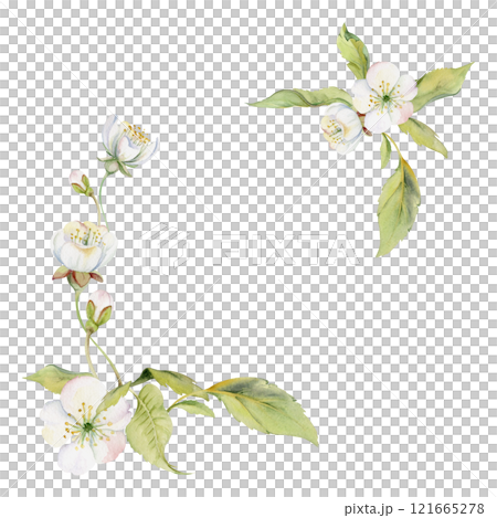 Cherry sakura white flower and bud on stems, hand drawn in watercolor, apple blossom early spring wildflower botanical illustration. Isolated corner frame, for wedding, florist shop, scrapbooking 121665278