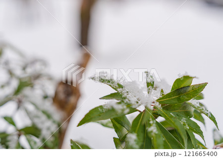 綿帽子をかぶった馬酔木（アセビ）の葉 121665400