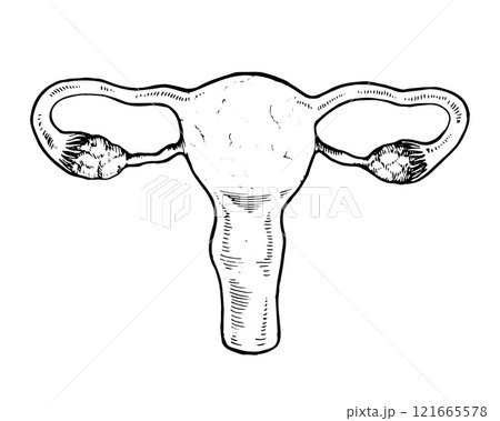 Detailed vector illustration of the female reproductive system, including the uterus, ovaries, and fallopian tubes. Hand drawn sketch in black and white, ideal for medical or biological purposes Detailed vector illustration of the female reproductive system, including the uterus, ovaries, and fallopian tubes. Hand drawn sketch in black and white, ideal for medical or biological purposes 121665578