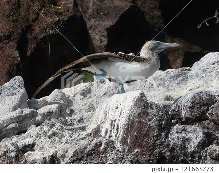 アオアシカツオドリ 121665773