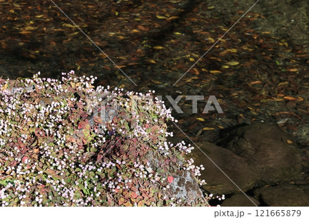 水辺に咲くヒメツルソバの群生 121665879