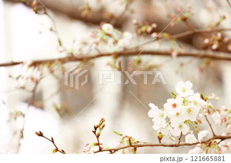 春の訪れを告げる桜の花とつぼみ 121665881