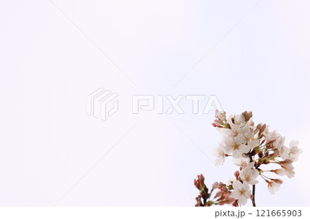 桜の花と蕾のコピースペース(背景素材) 121665903