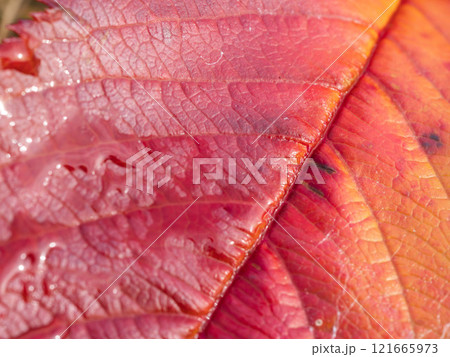 冬の朝　朝露が光る落ち葉のクローズアップ27 121665973