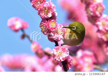 満開の紅梅にメジロさん （ 躍動イメージ ）（ 春イメージ ） 121666187