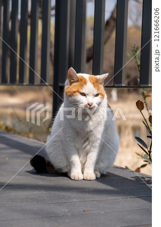 Chubby cat sitting on the floor, Seoul Forest in South Korea 121666206