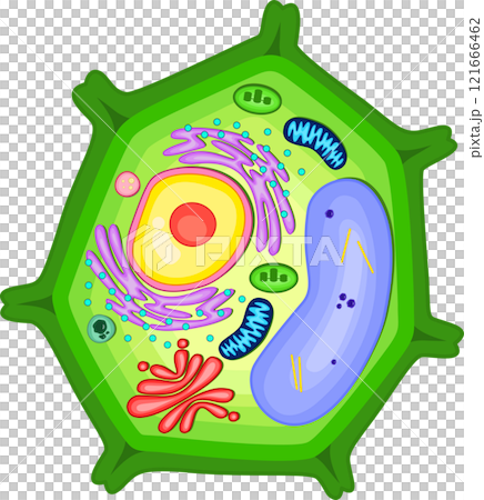 Structure of plant cell illustration. 121666462