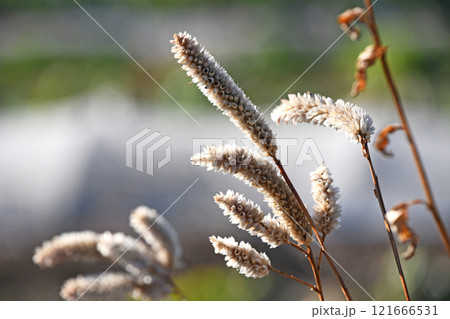 立ち枯れたノゲイトウ 121666531