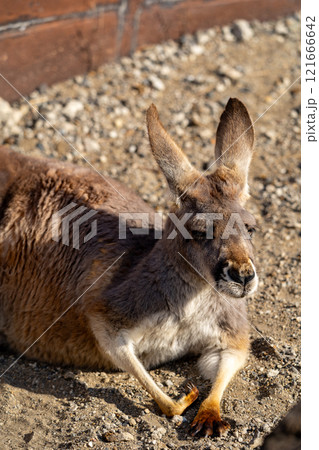 アカカンガルーの写真 アカカンガルーの写真 121666642