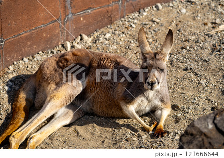 アカカンガルーの写真 アカカンガルーの写真 121666644