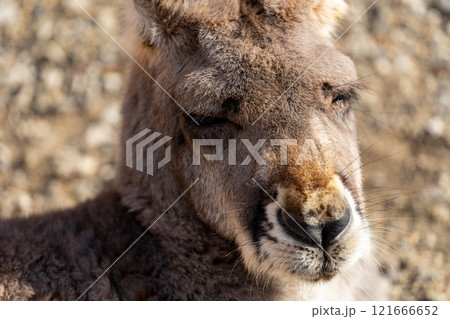 アカカンガルーの写真 アカカンガルーの写真 121666652