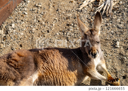 アカカンガルーの写真 アカカンガルーの写真 121666655