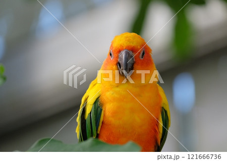 飛翔するコガネメキシコインコ 121666736
