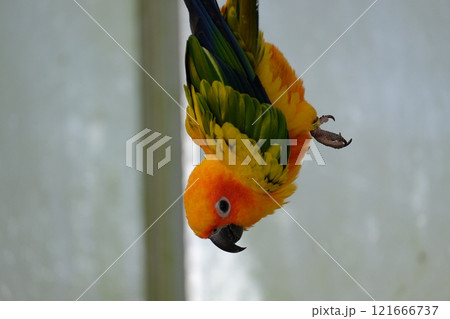 飛翔するコガネメキシコインコ 飛翔するコガネメキシコインコ 121666737