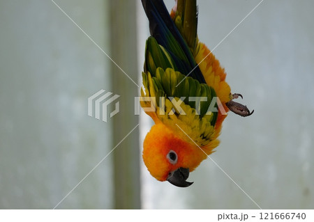 飛翔するコガネメキシコインコ 飛翔するコガネメキシコインコ 121666740