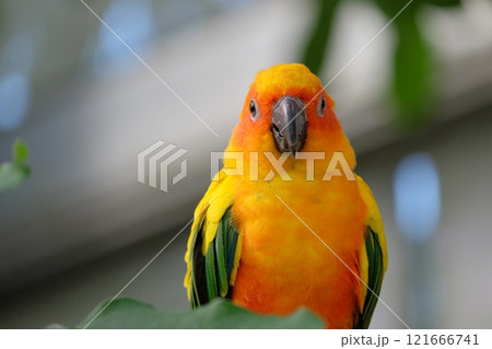 飛翔するコガネメキシコインコ 飛翔するコガネメキシコインコ 121666741