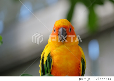 飛翔するコガネメキシコインコ 121666743